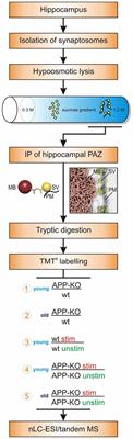 APP Deletion Accounts for Age-Dependent Changes in the Bioenergetic Metabolism and in Hyperphosphorylated CaMKII at Stimulated Hippocampal Presynaptic Active Zones